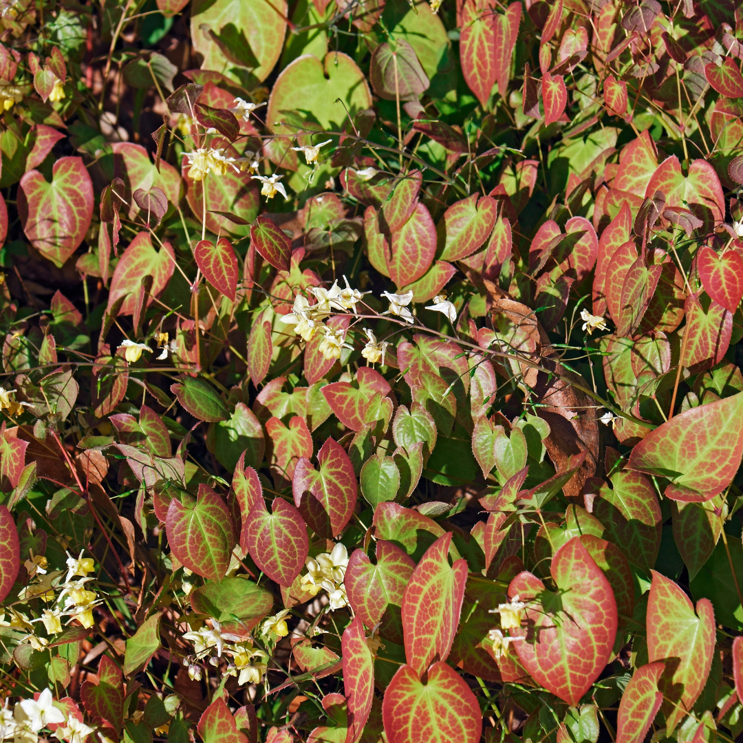 Epimedium y. 'Niveum', kenmerkend blad
