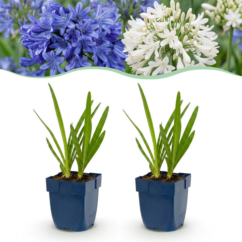 Afrikaanse lelie Duo, plant in pot