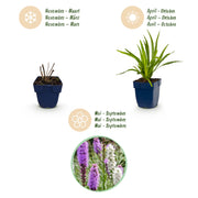 Liatris Duo - Lampenpoetserplant - Roze - Wit - 6 Planten