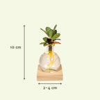 Detailfoto van Calathea in Samoa glas met LED verlichting