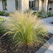 Stipa tenuissima Ponytails - Vedergras - Groenblijvend - Groen - 6 Planten