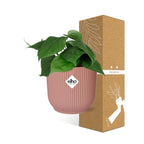 Detailfoto van Philodendron Scandens in ELHO Vibes Fold 14cm roze