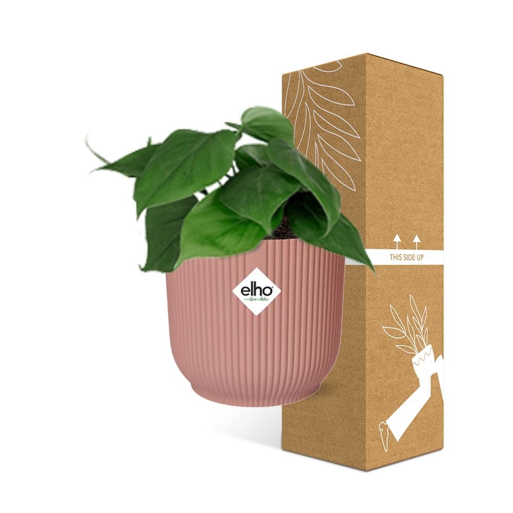 Detailfoto van Philodendron Scandens in ELHO Vibes Fold 14cm roze