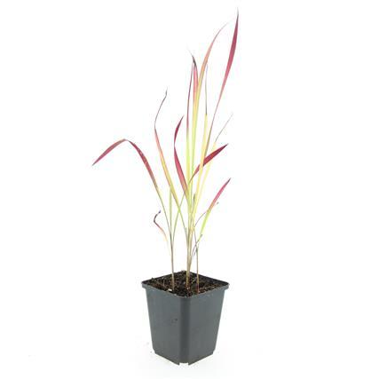 Imperata cylindrica 'Red Baron', detail van het blad