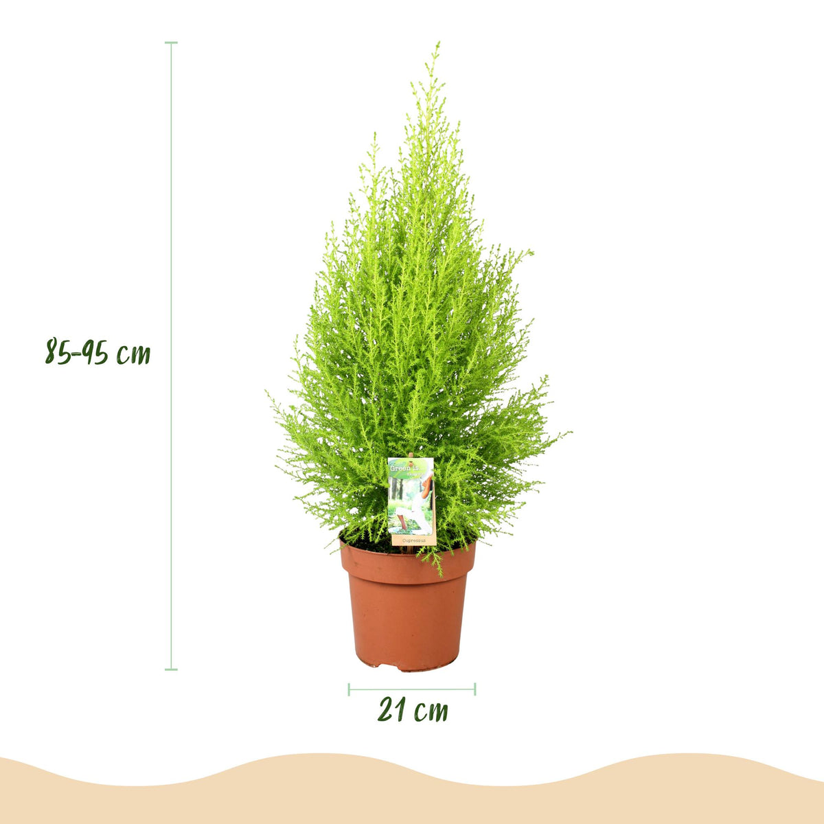 Cupressus Gold Crest Wilma, kenmerkend blad