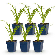 6x Daglelie Tricolour