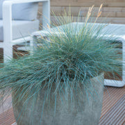 48x Festuca glauca &