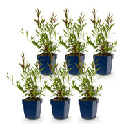 Gaura lindh. Whirling Butterflies - Prachtkaars - Bijen- en vlinderlokkers - Wit - 6 Planten