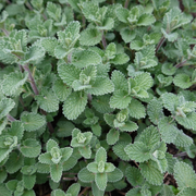 Nepeta faassenii