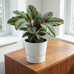 Productfoto van Elho Greenville ronde pot, mat wit, Ø20 cm