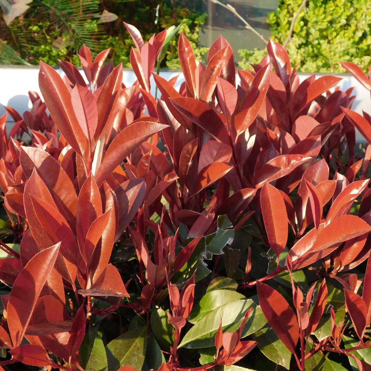 Photinia fraseri Little Red Robin, groeiwijze van de plant