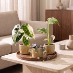 3x Baby Variegata Mix - Diversen - Tropisch - incl. Linnea Honey - Ø6cm - ↕10-15cm, kenmerkend blad