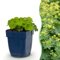 Alchemilla mollis - Vrouwenmantel - Bodembedekkend - Geel, sterke plant