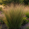 Vingergras Panicum 'Rotstrahlbusch', herfstkleur
