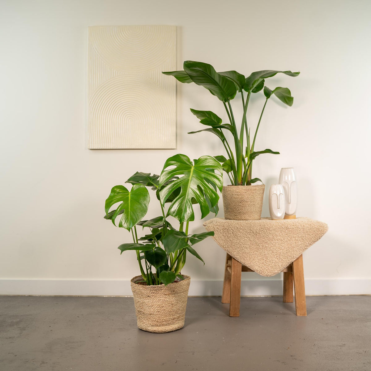 Productfoto van Strelitzia Nicolai