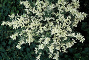 Euonymus fort. &