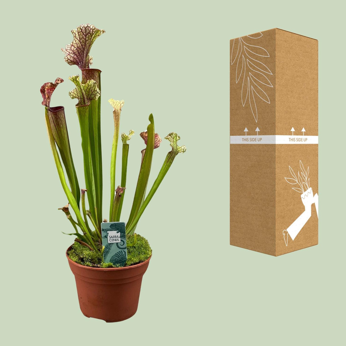 Detailfoto van Sarracenia Judith Hindle