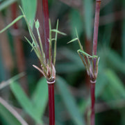 6x Fargesia nitida Red Dragon