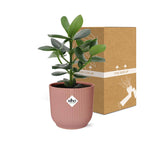 Detailfoto van Clusia Princess in ELHO Vibes Fold 14cm roze