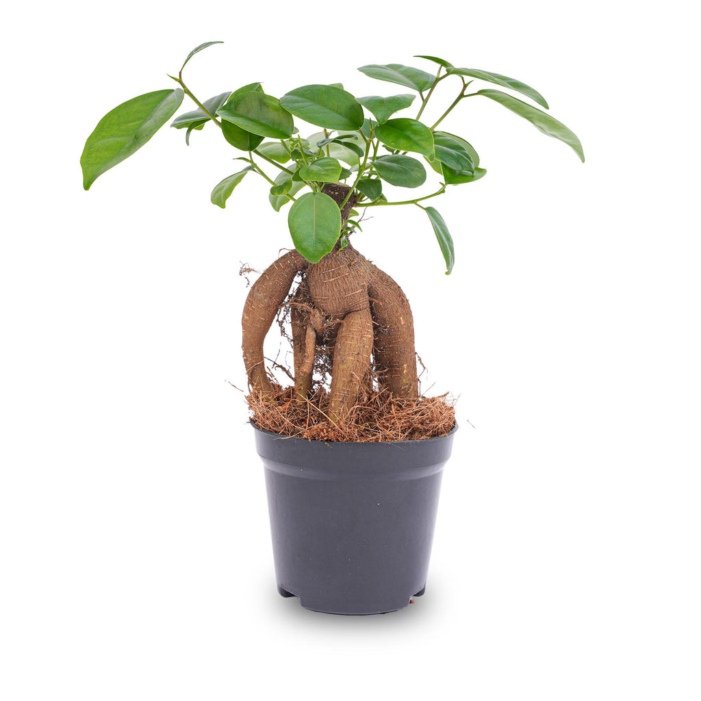 Ficus microcarpa 'Ginseng', bonsai met dikke wortelstam, detail van het blad
