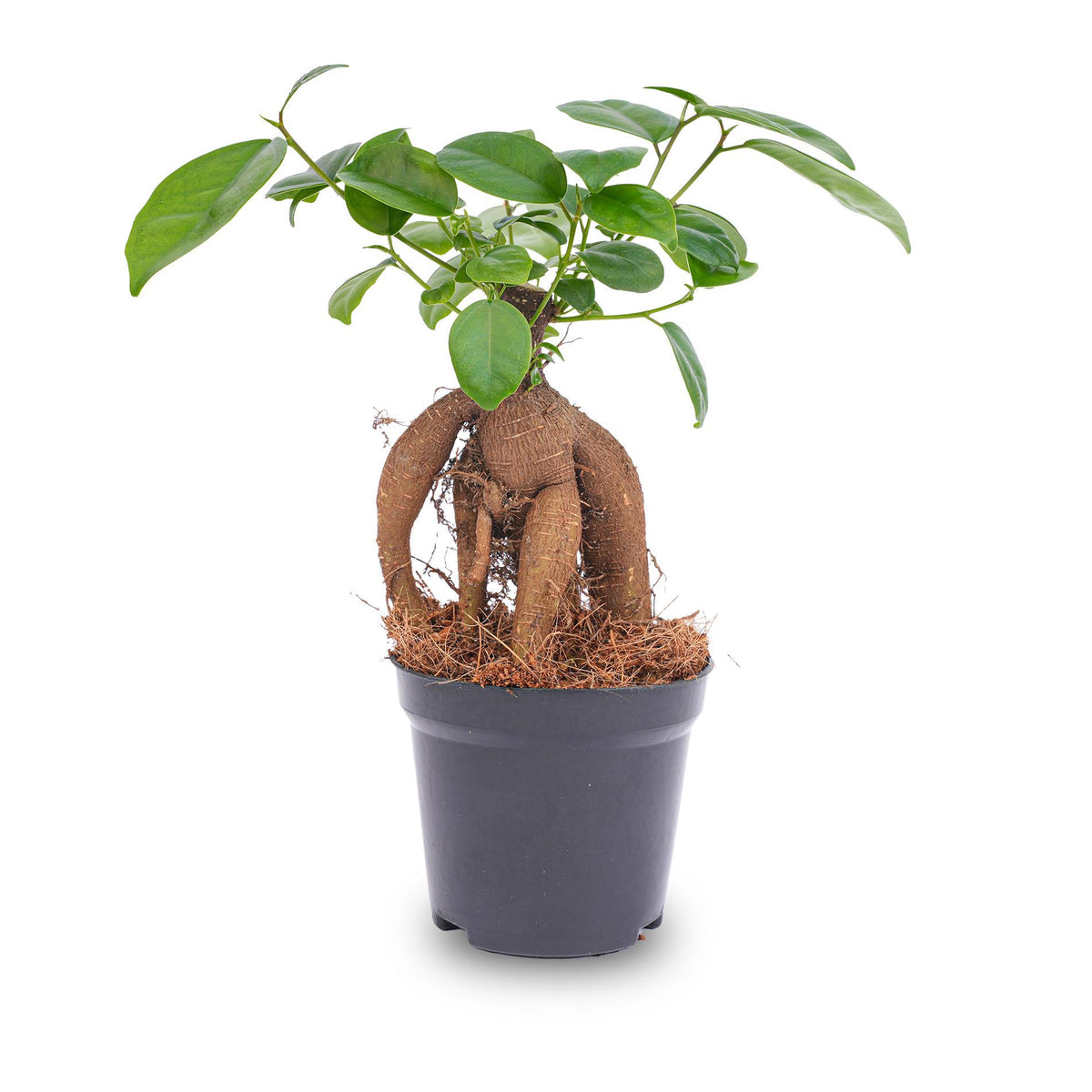 Ficus microcarpa 'Ginseng', bonsai met dikke wortelstam, detail van het blad