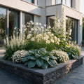 Borderpakket vaste planten, wit, plant in pot