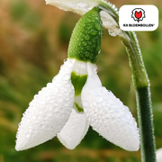 Sneeuwklokjes Galanthus nivalis bloembollen, wit, 30 stuks