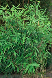 Fargesia rufa, bladhoudende bamboe voor de tuin (6x)