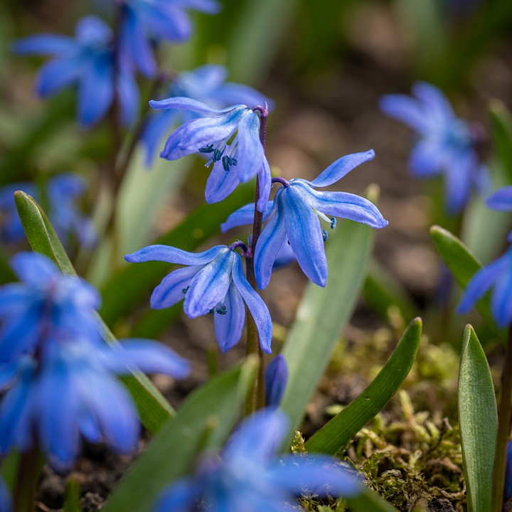 Scilla siberica bloembollen, blauwe sterhyacint