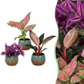 3x Baby Paradise Mix - Diversen - Tropisch - incl. Copper Reef - Ø6cm - ↕10-15cm, plant in pot