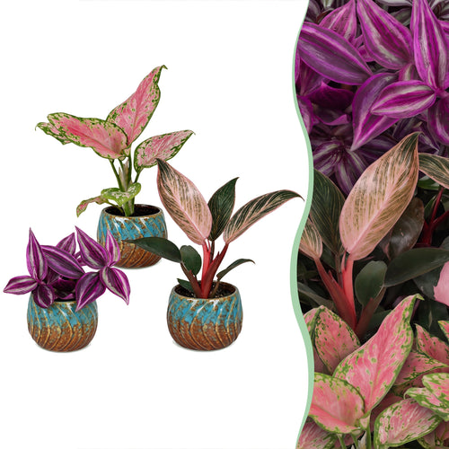 3x Baby Paradise Mix - Diversen - Tropisch - incl. Copper Reef - Ø6cm - ↕10-15cm, plant in pot