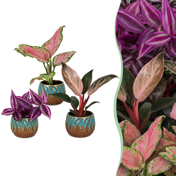 Baby paradise mix met Copper Reef pot