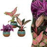 Baby paradise mix met Copper Reef pot