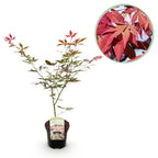 Japanse esdoorn Acer palmatum Sumi-nagashi, kenmerkend blad