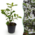 Cornus Florida, groeiwijze van de plant