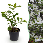 Cornus Florida, groeiwijze van de plant