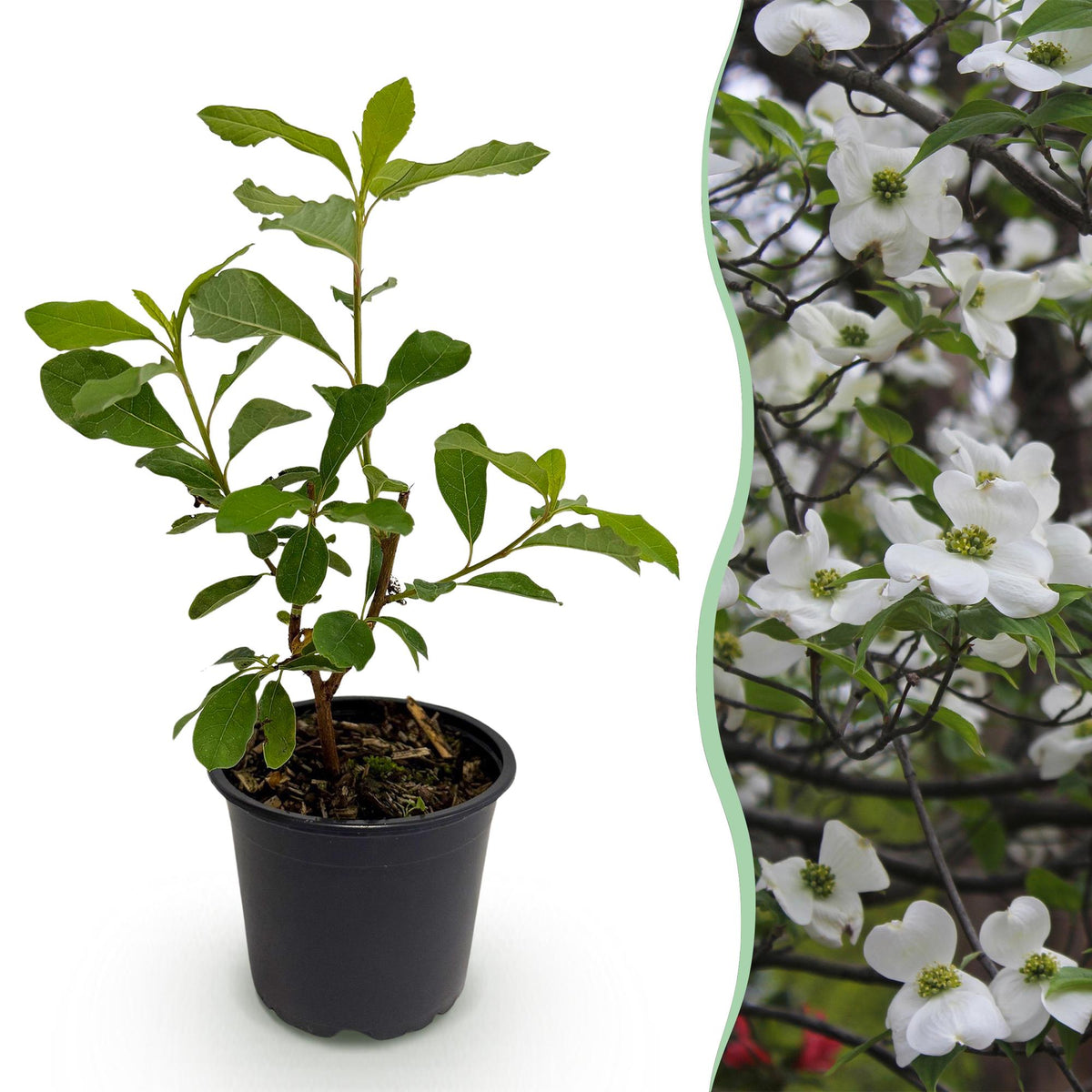 Cornus Florida, groeiwijze van de plant