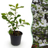 Cornus Florida
