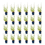 Verbena bonariensis - ijzerhard - 24 planten