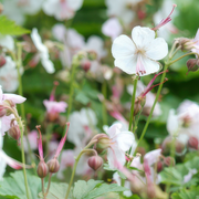 Geranium pluggen, kweek een kleurrijke tuin, 6 stuks