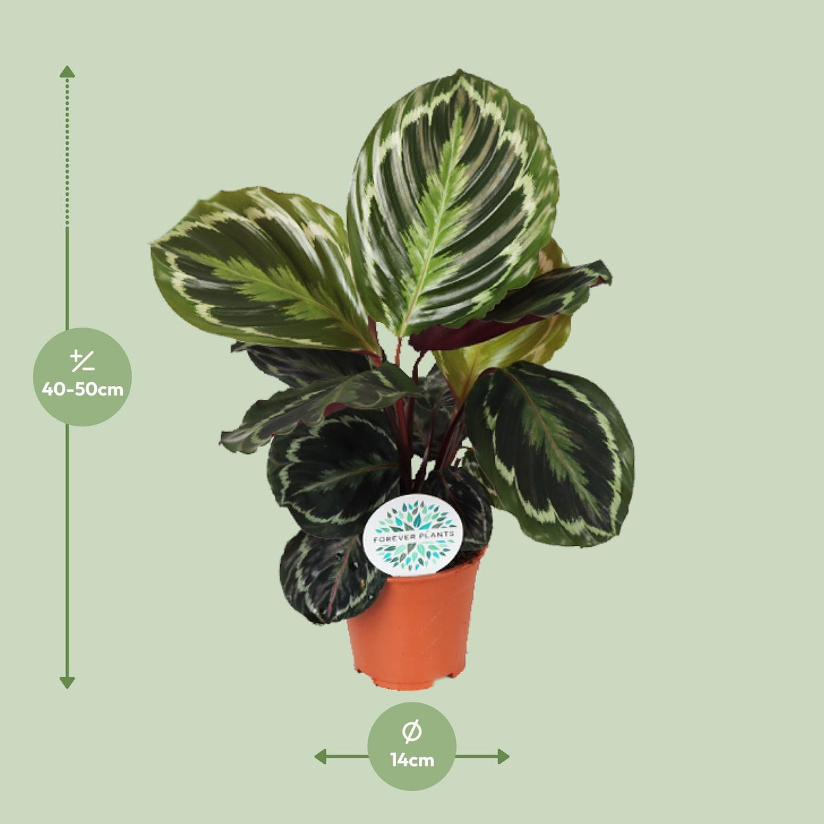 Detailfoto van Calathea Medallion