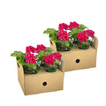 8x Pelargonium Peltatum Mexica Ruby, plant in pot