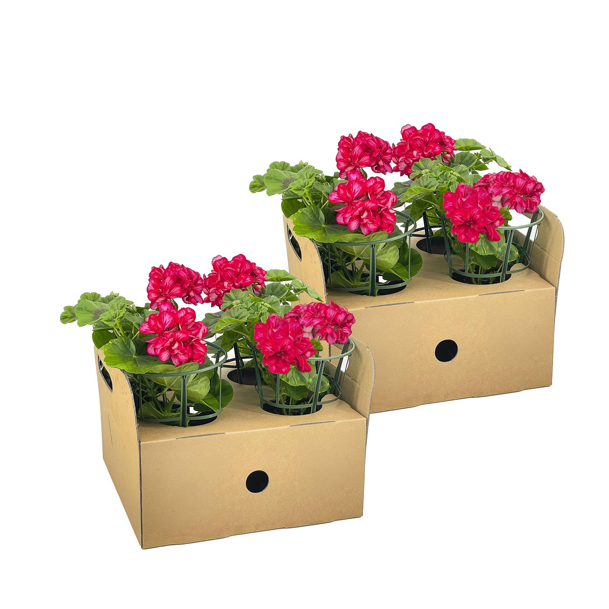 8x Pelargonium Peltatum Mexica Ruby, plant in pot