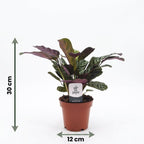 Ctenanthe Burle Marxii - Visgraatplant, groeiwijze van de plant