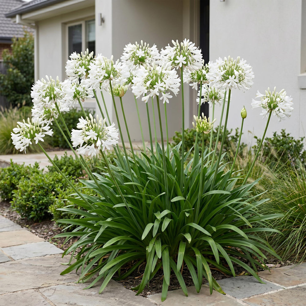 Afrikaanse lelie africanus Albus, plant in pot