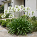 Afrikaanse lelie africanus Albus, plant in pot