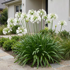 Afrikaanse lelie africanus Albus, plant in pot