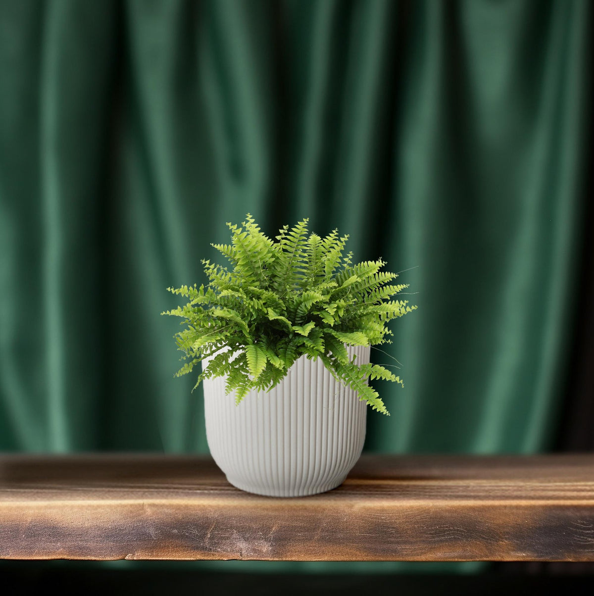 Productfoto van Nephrolepis Boston Green Moment