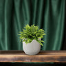 Nephrolepis Boston Green Moment