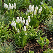 Wit druifje Muscari &